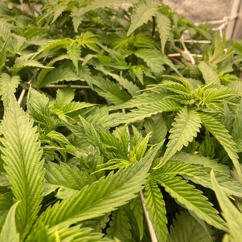 Cookies Gelato growlog timeline photo