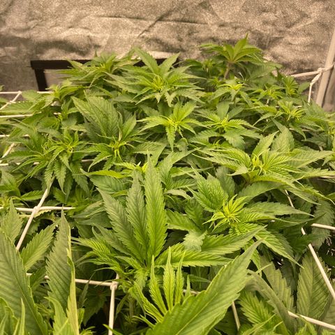 Cookies Gelato growlog timeline photo