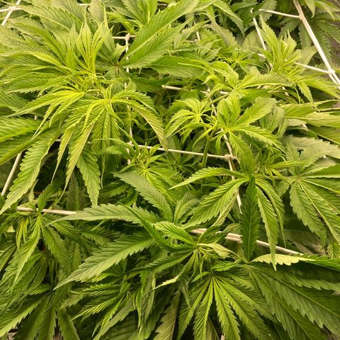 Royal Gorilla growlog timeline photo