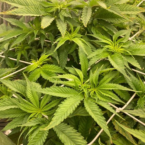 Wedding Crasher growlog timeline photo