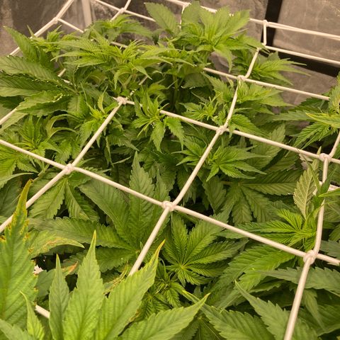 Wedding Crasher growlog timeline photo