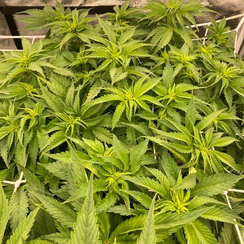 Cookies Gelato growlog timeline photo