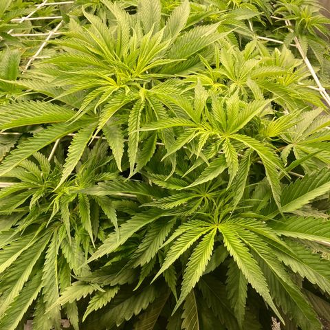 Royal Gorilla growlog timeline photo
