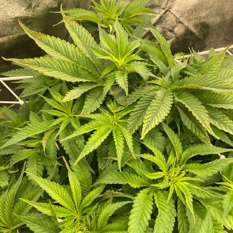 Wedding Crasher growlog timeline photo