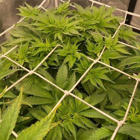 Wedding Crasher growlog timeline photo