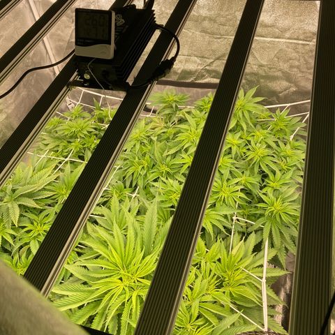 Wedding Crasher growlog timeline photo