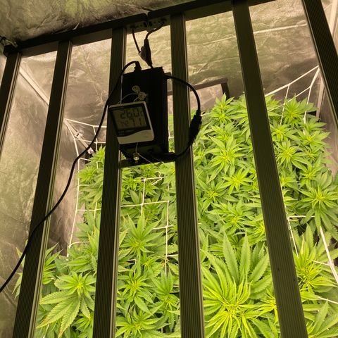 Wedding Crasher growlog timeline photo