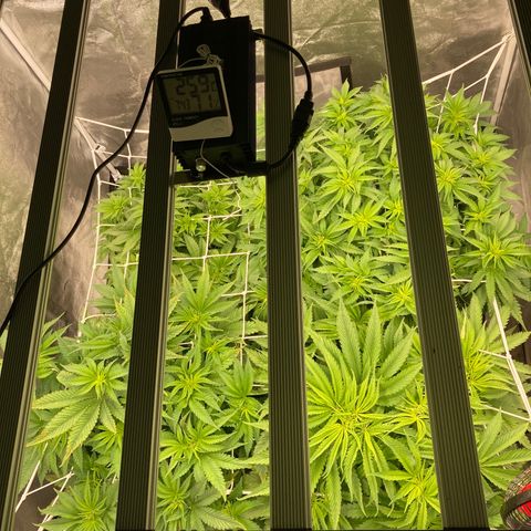 Wedding Crasher growlog timeline photo