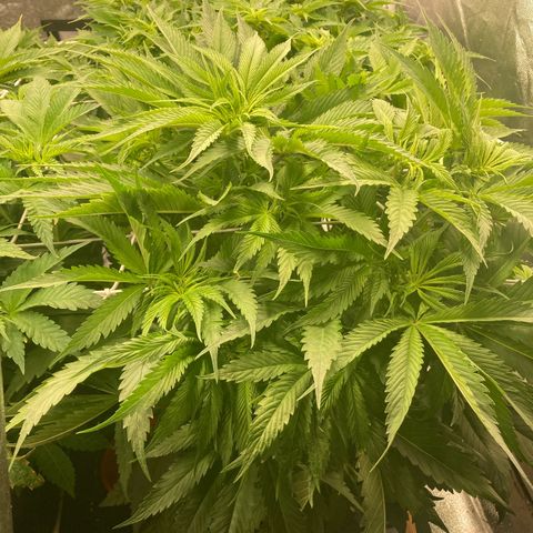 Royal Gorilla growlog timeline photo