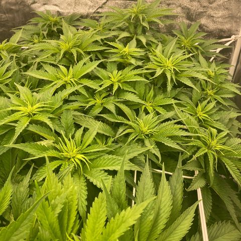 Cookies Gelato growlog timeline photo