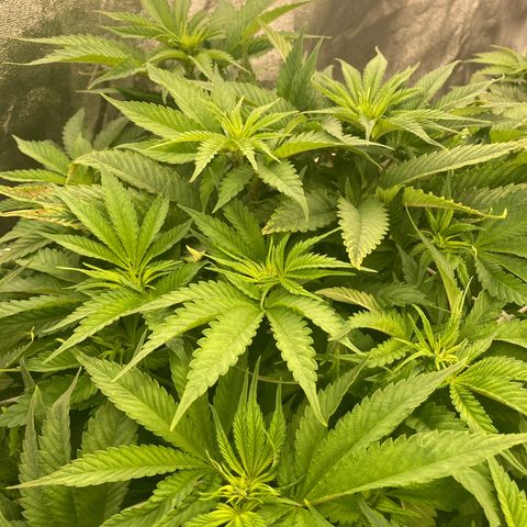 Wedding Crasher growlog timeline photo