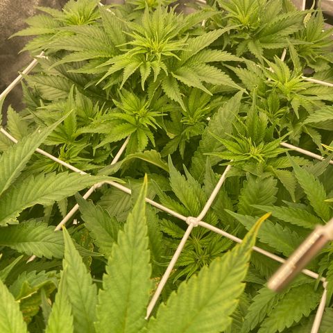 Wedding Crasher growlog timeline photo