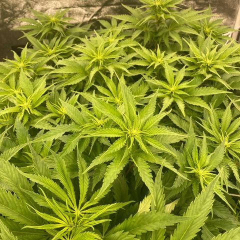 Cookies Gelato growlog timeline photo