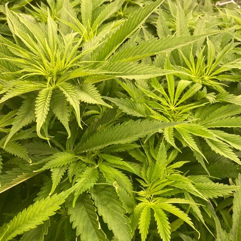Royal Gorilla growlog timeline photo