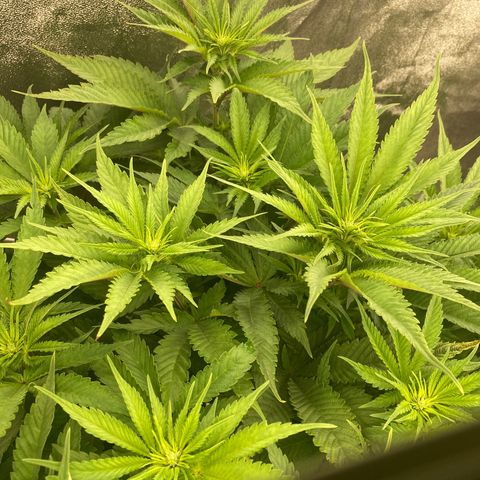 Wedding Crasher growlog timeline photo