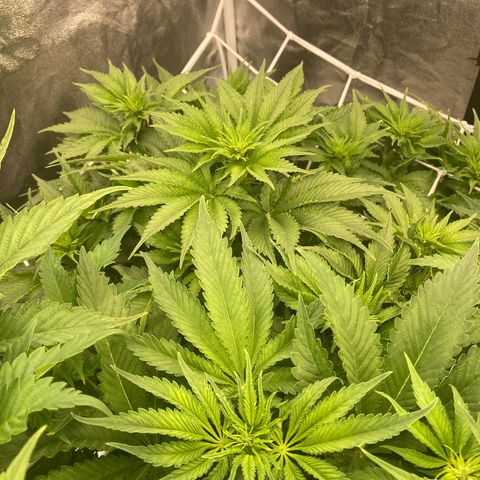 Wedding Crasher growlog timeline photo
