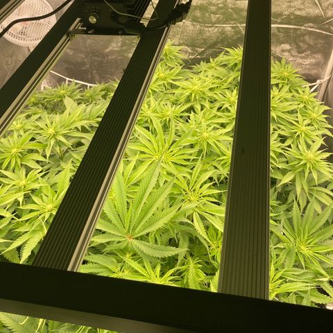 Wedding Crasher growlog timeline photo
