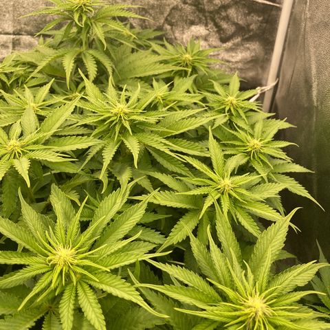 Cookies Gelato growlog timeline photo