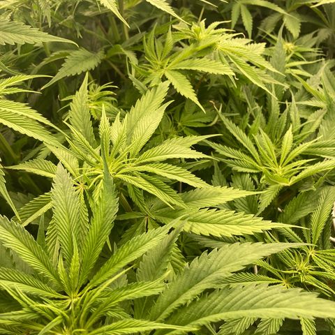 Royal Gorilla growlog timeline photo