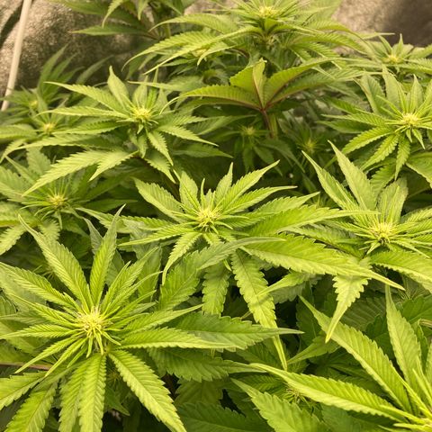 Wedding Crasher growlog timeline photo