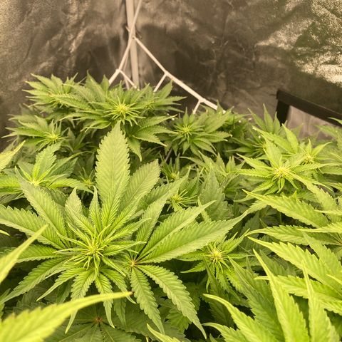 Wedding Crasher growlog timeline photo