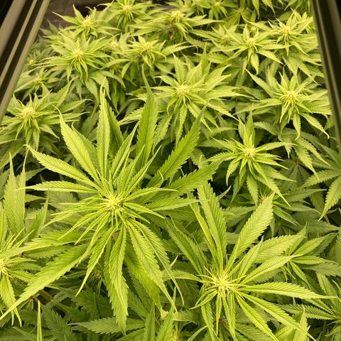 Wedding Crasher growlog timeline photo