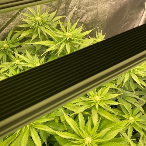 Wedding Crasher growlog timeline photo