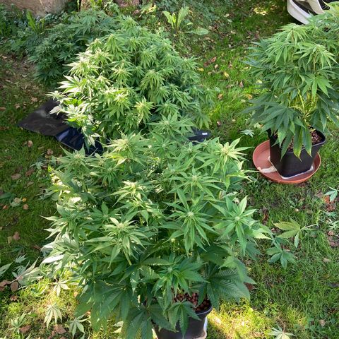 Wedding Crasher growlog timeline photo