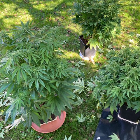 Wedding Crasher growlog timeline photo