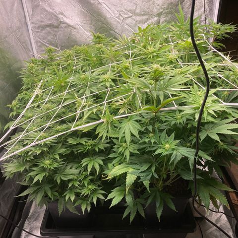 Wedding Crasher growlog timeline photo
