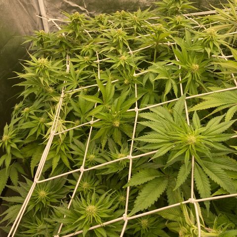 Wedding Crasher growlog timeline photo