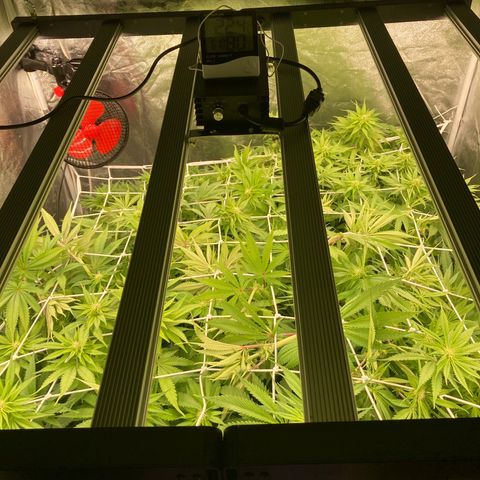 Wedding Crasher growlog timeline photo