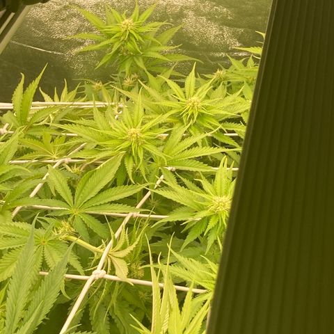 Cookies Gelato growlog timeline photo