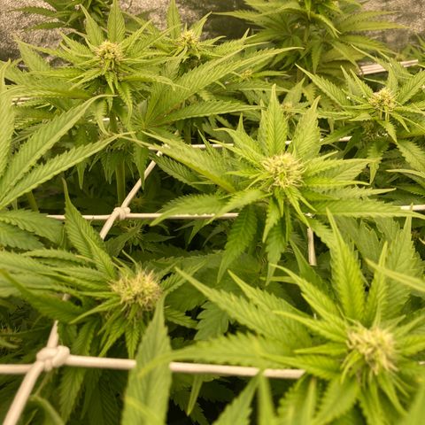 Cookies Gelato growlog timeline photo