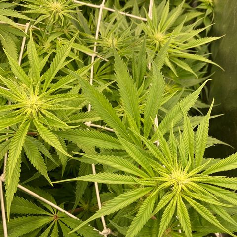 Royal Gorilla growlog timeline photo