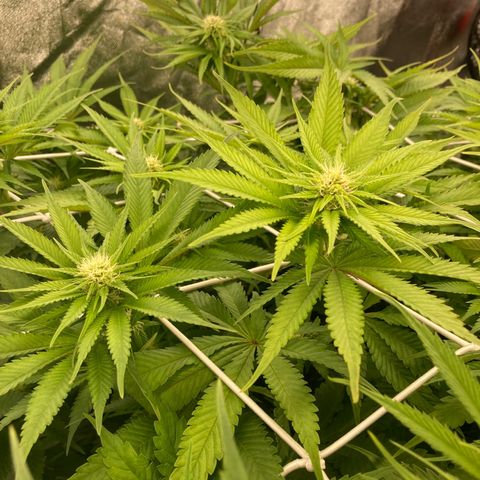 Wedding Crasher growlog timeline photo