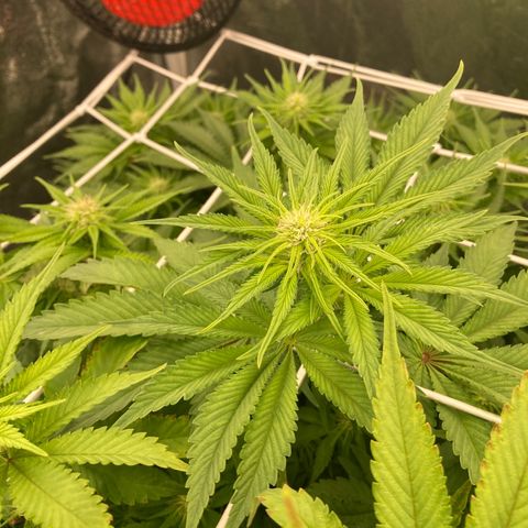 Wedding Crasher growlog timeline photo