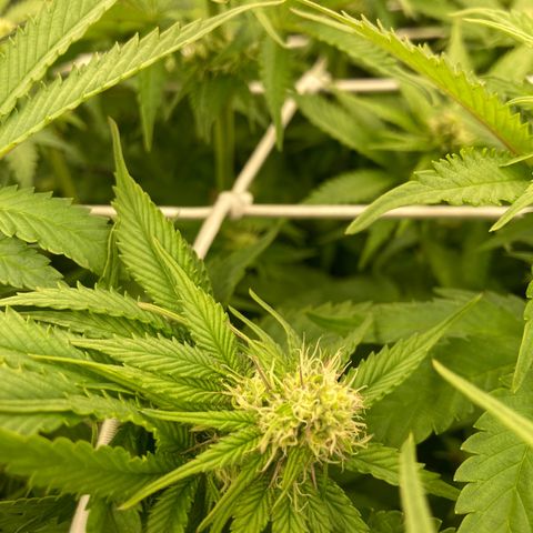 Cookies Gelato growlog timeline photo