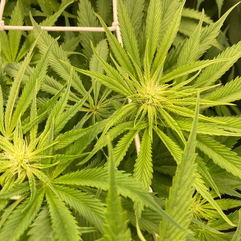 Royal Gorilla growlog timeline photo