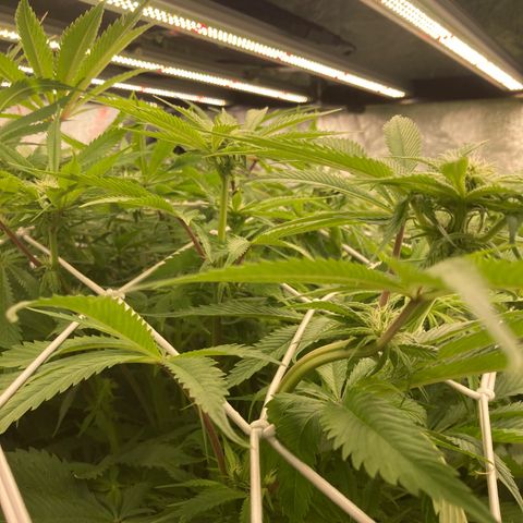 Wedding Crasher growlog timeline photo