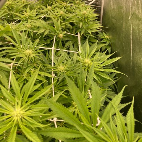 Wedding Crasher growlog timeline photo