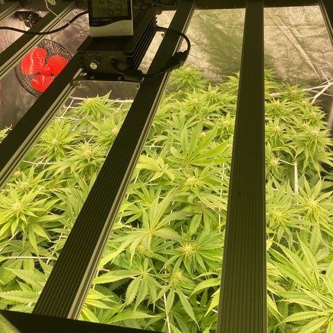 Wedding Crasher growlog timeline photo