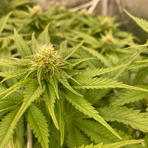 Cookies Gelato growlog timeline photo