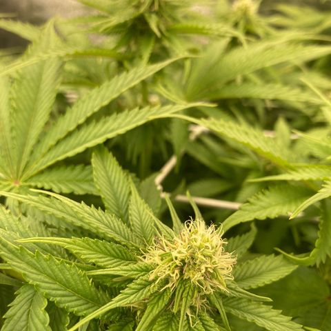 Cookies Gelato growlog timeline photo