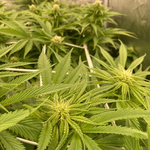 Royal Gorilla growlog timeline photo