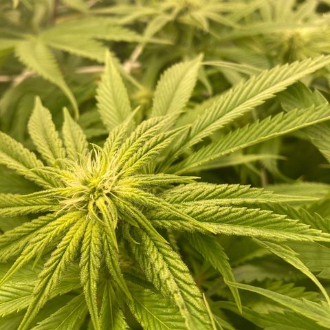 Royal Gorilla growlog timeline photo
