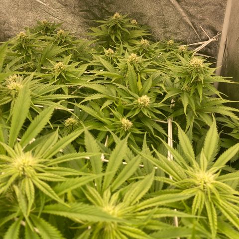 Cookies Gelato growlog timeline photo