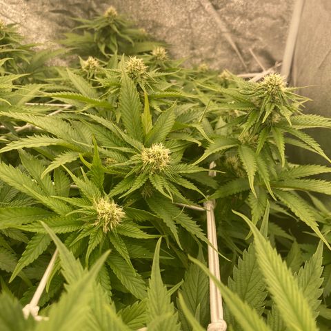 Cookies Gelato growlog timeline photo