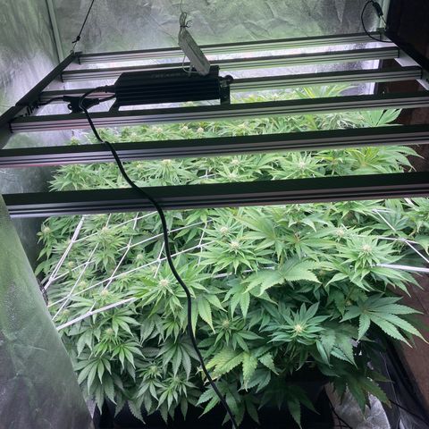 Wedding Crasher growlog timeline photo