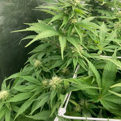 Cookies Gelato growlog timeline photo